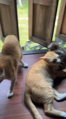 Monkey plays peacefully with two cats in Thailand home