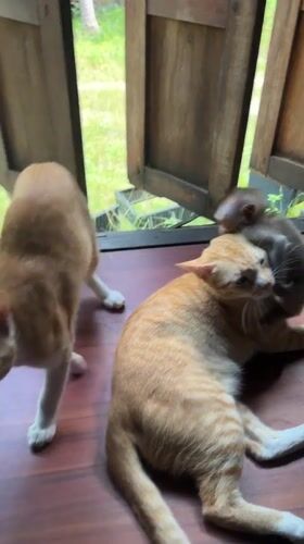 Monkey plays peacefully with two cats in Thailand home
