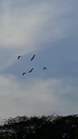 The video shows a flock of birds flying in the sky above a dense tree line. The sky is a light blue with some wispy clouds. As the birds fly, the camera pans slightly to follow their movement. The tree line is mostly dark green, with some lighter green foliage interspersed. The overall impression is a nature scene with birds in flight.