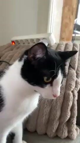 A close-up shot shows a black and white cat sitting on a gray couch with a textured, light brown pillow behind it. The cat has yellow-green eyes and a pink nose. Its ears perk up suddenly, then relax. A window is visible in the background. A white object with a red light is seen on the couch near the cat. Music is playing.