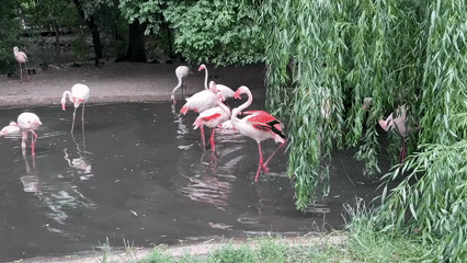 Flamingos and Galápagos tortoises at Prague Zoo