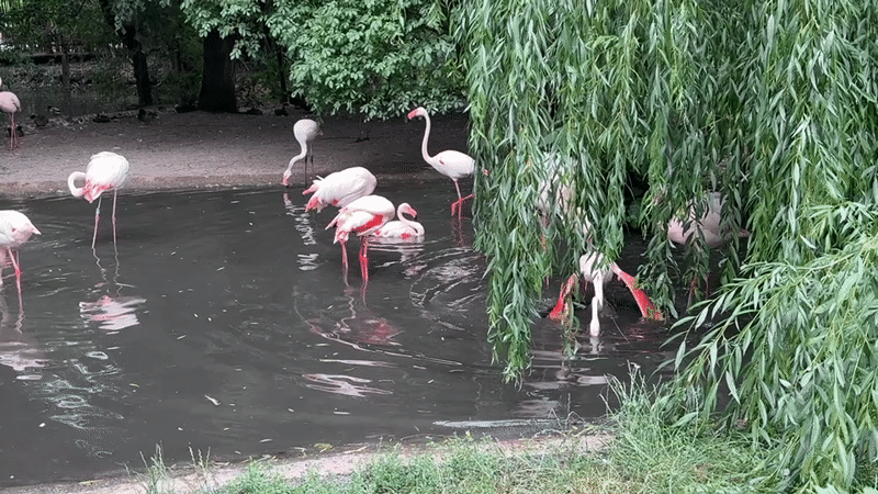 Flamingos and Galápagos tortoises at Prague Zoo