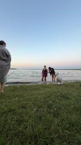 The video shows a wide shot of a body of water at dusk, with a grassy bank in the foreground. There are two people standing in the shallow water near the shore. The person on the left is wearing a swimsuit with a patterned skirt, and the person on the right is wearing a dark jacket over what appears to be a swimsuit. A large white swan is standing on the grassy bank, facing the water and the people. There are several other birds, likely ducks, scattered across the surface of the water in the background. The sky is a gradient of pale blue and pink, indicating the sun is low on the horizon. The focus is on the swan and the two individuals by the water.