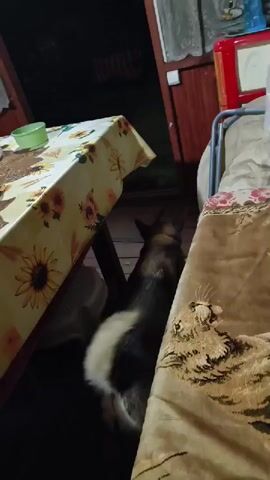 The video shows a dog standing under a table covered with a tablecloth featuring a sunflower pattern. The dog is partially obscured by the table and a blanket with a tiger pattern. The environment appears to be outdoors or in a semi-enclosed space, possibly a porch or patio, with wooden walls and a door visible in the background. The lighting is dim, suggesting it is nighttime or dusk. The dog's tail is wagging. A person's voice is heard asking, "Sobakin, do you remember your weekend?"