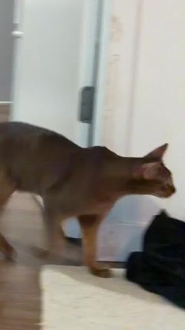 The video shows a brown cat walking across a tiled floor towards a white door. The cat is in focus and appears to be a domestic shorthair. The background is blurred, but the door appears to be in a hallway or room. There is a black cloth and a stick on the floor.