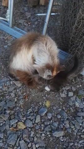 A fluffy tortoiseshell cat is grooming a smaller dark grey kitten on a gravel surface next to a metal ladder and a net. The tortoiseshell cat's fur is a mix of brown, tan, and white, while the kitten has dark grey fur with white paws. The kitten is lying on its side as the tortoiseshell cat licks its back. There are a few scattered leaves and small stones on the ground. The scene appears to be outdoors, possibly in a yard or alley.