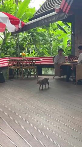 A tabby cat walks and then sits on a wooden deck in front of an outdoor cafe. The cafe has tables with chairs, umbrellas, and plants. Two people are seated at a table in the background.