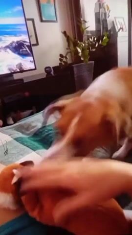 The video shows a medium-sized, tan and white dog on a bed playing with a stuffed toy. The dog is mostly tan, with a white chest and white markings on its face. It's wearing a red collar. The dog is standing on a bed covered with a green and white patterned quilt. The dog is playfully biting and shaking a stuffed toy in its mouth. A person wearing blue shorts is partially visible at the bottom of the frame. A hand is visible near the bottom right corner of the video. In the background, a TV screen displays a beach scene. To the right of the TV, there's a black TV stand, plants, and some framed pictures on a wall.