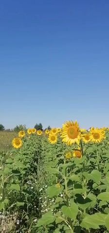 The video shows a field of sunflowers under a clear blue sky. The camera pans across the field, showing many sunflowers of varying heights, some in full bloom and others still developing. The sunflowers have bright yellow petals and brown centers. The field is dense with green leaves and stems. In the distance, there are trees and a structure that appears to be a tower or pole. The overall impression is of a sunny day in a rural landscape.