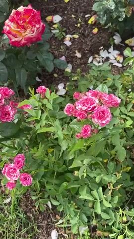 A garden bed filled with roses. Multiple bushes of pink and white roses are visible. One large, vibrant rose with red, pink, and yellow petals is in the upper left of the frame. The ground is covered with mulch, grass, and fallen rose petals. The sun is shining, casting shadows. The camera pans slightly to the right.