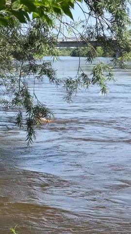 A man swims in a river. He is wearing orange shorts. He is looking towards the camera. The river is brown and has ripples. Trees are hanging over the water. A bridge is in the background.
