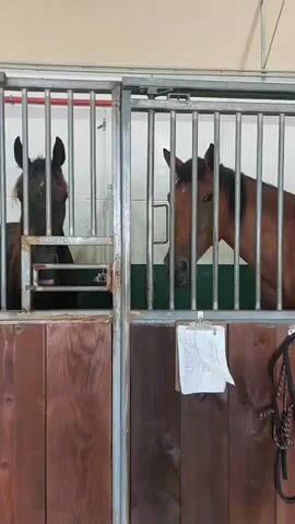 The video shows two horses in adjacent stalls. The stall on the left contains a dark-colored horse, possibly black or dark brown, facing the viewer and looking to its left. The stall on the right contains a bay horse, which is a reddish-brown color, also facing the viewer and looking to its left. Both horses are behind metal bars. The lower portion of the stalls is made of dark wood paneling. A clipboard with papers is attached to the bars of the right stall. A rope, possibly a halter or lead rope, is hanging on the right side of the stall. The environment appears to be an indoor stable.