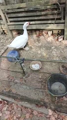 A white duck with red accents on its face and beak is standing on a blue ball. The duck is in an outdoor enclosure made of wood and netting. In the background, there are wooden slats and some red brick fragments. In front of the duck, there are two small dishes, one containing what appears to be white pellets or feed. A black bucket with a mesh bottom is also visible in the foreground. The ground is covered in dirt and fallen leaves. The duck pecks at the ground and then raises its head. The duck then walks forward and dips its head into the dish with white pellets. It then lifts its head again.