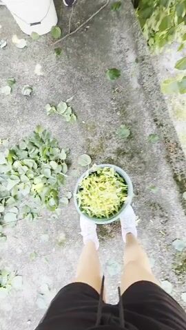A person holds a green bucket of shredded leaves, looking down at it. Another person in a blue shirt and grey shorts is visible behind them, placing a white bucket on the ground. The camera then pans up to show a large green tree with small yellow flowers, a significant portion of which has been trimmed, leaving piles of leaves on the concrete ground.