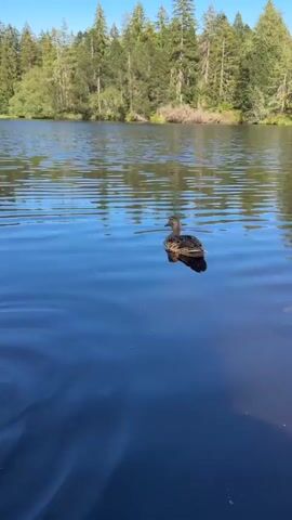A video captures a serene natural scene at a lake surrounded by a dense forest of evergreen trees under a clear blue sky. The water's surface is calm, with gentle ripples emanating from a single duck swimming in the middle ground. In the foreground, another duck is visible, dipping its head into the water, possibly feeding or drinking. The camera is positioned low, close to the water's surface, providing an intimate perspective of the ducks and their aquatic environment. The overall atmosphere is peaceful and tranquil, highlighting the beauty of wildlife in its natural habitat.