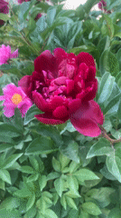 Spring peonies and classroom teaching captured in morning observations