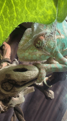 Veiled chameleon observed in Moscow enclosure