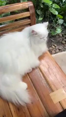 A medium shot shows a white, long-haired cat sitting on a wooden bench. The cat faces away from the camera, looking to the left. The bench is slatted, with a back made of similar slats. Behind the bench, there are plants and what appears to be gravel. A small, rectangular object rests on the bench next to the cat. A person's leg and dark clothing are visible in the bottom right corner of the frame. The camera is mostly still, providing a clear view of the cat and its immediate surroundings.