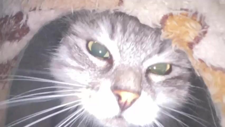 The video shows a close-up of a long-haired tabby cat with gray and white fur. The cat is inside a dark-colored, hooded pet bed that is lined with a patterned beige and brown fluffy fabric. The cat's eyes are visible and appear to be green, with a slight yellow hue. In the initial frames, the cat's gaze is directed forward, with its ears slightly back. It then turns its head to the side, showing its white chest and a bit of its tail. The cat's whiskers are prominent. The camera zooms in slightly at various points. The lighting is dim, contributing to the focus on the cat's face and the immediate surroundings of the pet bed. The cat's expression seems to change from alert to slightly subdued throughout the short clip.
