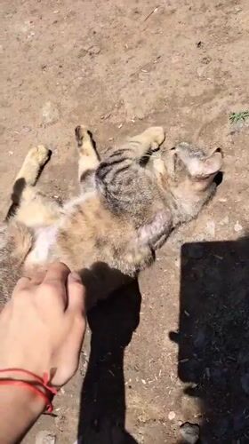 Scruffy tabby enjoys belly rubs in a Vypasne yard
