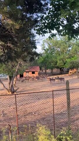 The video shows a herd of deer standing in an enclosure behind a chain-link fence. There is a small brick building behind the deer, and trees around the perimeter of the enclosure. The camera then moves to show a light-colored dog standing in dry grass. The dog has its tongue hanging out, and appears to be panting.