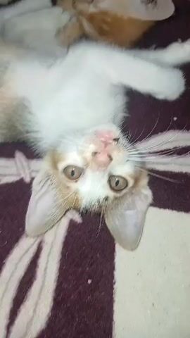 The video shows two kittens lying on their backs on a patterned blanket. The kitten in the foreground is white with patches of orange and brown on its face, and its eyes are wide open. The kitten in the background is orange and appears to be asleep. The camera is positioned above the kittens, looking down at them. The video is short and does not contain any audio.