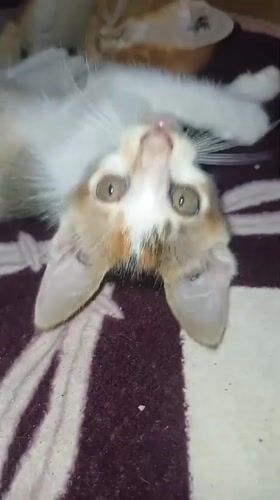 Kittens and chicks at a home in rural Indonesia