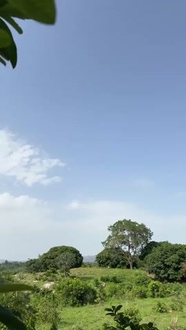 A video captures a serene landscape under a bright blue sky with scattered clouds. The foreground is partially obscured by green foliage, suggesting the viewer is looking through leaves. In the mid-ground, a rolling green hill is dotted with lush trees of varying sizes and shapes. The largest tree stands prominently in the center-right of the frame, its branches spread wide. The distant background is a blur of green, hinting at more vegetation and possibly hills or mountains. The overall impression is one of natural tranquility and a clear, sunny day. No people or specific objects are clearly discernible in the scene.