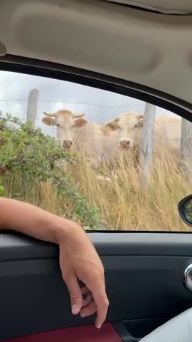 The video shows two light-colored cows standing behind a wire fence in a grassy field. The cows are looking towards the camera. In the foreground, a person's arm and hand are visible resting on the car's door. The perspective suggests the video is being filmed from inside a car. The sky appears overcast.