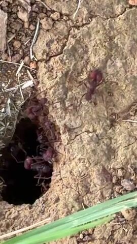 The video shows a close-up view of an ant colony entrance in the ground. Several large, reddish-brown ants are visible around the hole. Some are entering or exiting the colony, while others are stationary on the dry, cracked soil surrounding the entrance. The area around the hole is a mix of dirt, small rocks, and dry vegetation. The overall impression is one of active insect life within a natural environment.