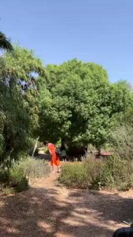 A woman wearing an orange dress and a black purse walks on a dirt path towards a shady area with a large tree on a sunny day. Another adult and a small child are visible in the shade. The path is surrounded by greenery and low shrubs.