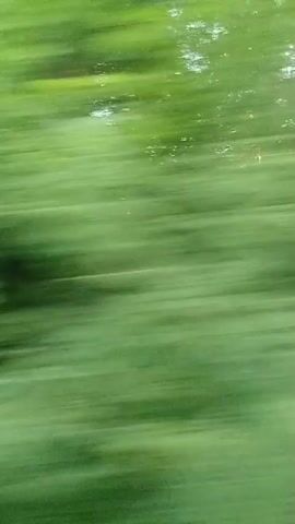 The video shows a blurred view of trees from a moving vehicle. The foliage is predominantly green, with some lighter green and white areas suggesting sunlight filtering through the leaves. The motion blur indicates that the camera is moving, likely at a steady speed. The scene appears to be outdoors, possibly in a wooded area or park. There are no discernible people or specific objects, just the impression of continuous greenery passing by.