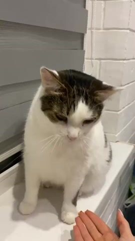 A white cat with dark patches sits on a windowsill and shakes hands with a person.