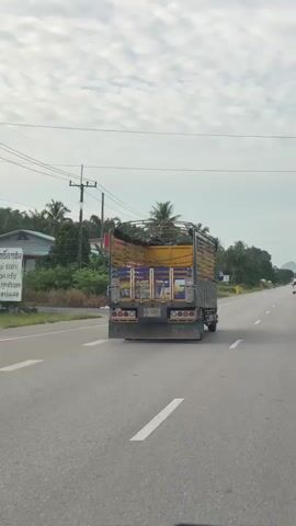 The video is a first-person perspective from inside a vehicle, driving on a paved road. The camera is positioned to capture the view through the windshield and side window. A blue truck with a wooden cargo bed is driving ahead. The truck has some painted artwork on its side, depicting faces. The environment appears to be a tropical or subtropical region, with palm trees and lush greenery visible on the sides of the road. There are power lines and poles along the roadside. The sky is cloudy. The truck is moving away from the camera and appears to be traveling in the same direction. The video captures the truck from various angles as the camera vehicle overtakes it. The truck's license plate is visible at one point, reading "60-8951". There is a partial view of another vehicle's side mirror on the left side of the frame. The road has white lane markings. Buildings and houses can be seen on the right side of the road.