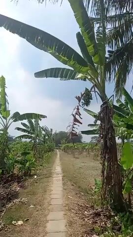 The video shows a first-person perspective walk along a dirt path through a plantation. On both sides of the path are rows of young trees, likely fruit-bearing trees like papaya. Banana trees with large leaves are also visible, some with developing banana bunches. The sky is partly cloudy and the ground is dry and dusty. The path appears to be made of packed earth with some paving stones on the left side. The overall environment is rural and agricultural.