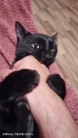 This is a close-up video of a black cat interacting with a human hand. The cat is lying on its back on a textured pink blanket, with its paws exposed. The cat's mouth is open, and it appears to be gently biting or nibbling on a finger. The cat's eyes are open and alert, and its ears are perked up, suggesting playful engagement. The background shows a wooden floor. The lighting is dim, suggesting an indoor setting possibly during the evening or in a room with limited natural light. The overall mood seems playful and affectionate, as the cat is comfortable enough to be on its back and interact closely with the human. The visible text "Infinix NOTE 40Pro" indicates the device used to capture the video. There is no information about the specific time of day, weather, or specific location beyond the general setting.