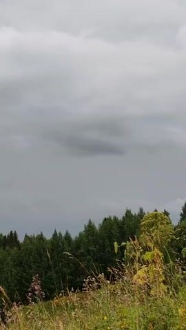 A video captures a landscape scene with a cloudy sky. The foreground features tall grass and wildflowers. A dense forest of green trees stretches across the middle ground, forming a horizon line. The sky is overcast with heavy gray clouds. The video appears to be shot on a mobile phone, with the camera panning slightly to the left.