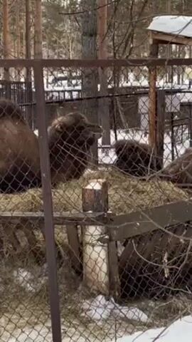 The video shows a group of brown camels behind a wire fence. The camels are eating hay from a wooden trough. There is snow on the ground and trees in the background. The camera is stationary.