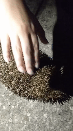Hedgehog encounter on a concrete surface at night, Perea