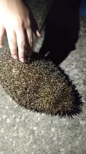 Hedgehog encounter on a concrete surface at night, Perea
