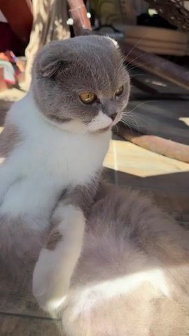 A Scottish Fold cat with grey and white fur is sitting on a wooden floor outdoors. The cat is looking to the right with yellow eyes. Sunlight is casting shadows on the floor and the cat's fur. The background shows wooden structures and some out-of-focus objects.