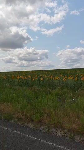 The video shows a field of sunflowers under a partly cloudy sky. The camera appears to be moving, suggesting it is taken from a vehicle. The foreground is dominated by a grassy area and a roadside. The sunflowers are spread across the visible horizon, creating a sea of yellow and green. The clouds are white and fluffy, with patches of blue sky visible. The overall impression is a serene and natural landscape.