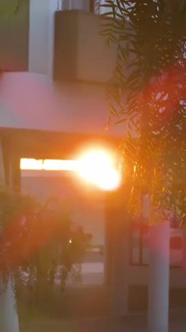 The video shows a close-up of the sun setting through the leaves of a tree. The sun is a bright orange orb and is partially obscured by the dark green leaves. There are lens flares in the image, creating bright streaks of light. The background is blurred but appears to be an outdoor area with some building structures. The lighting suggests it is either sunrise or sunset.
