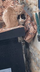 Cat colony morning in Kamenets, Bulgaria