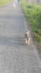 Dog walker encounters cat on Venezuelan road