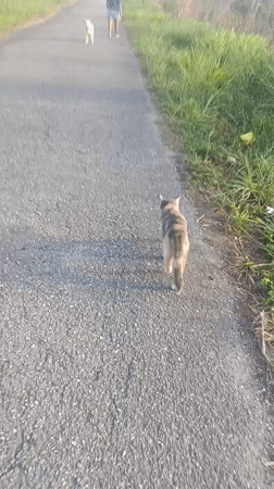 Dog walker encounters cat on Venezuelan road