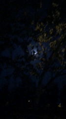 Full moon illuminates swaying trees in Đà Nẵng night sky
