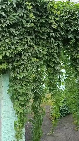A static shot looking at a wall covered in thick green ivy. The ivy hangs down in long strands in some places. The wall appears to be made of light colored bricks. A walkway is visible to the right of the ivy. The background shows some greenery and a building.