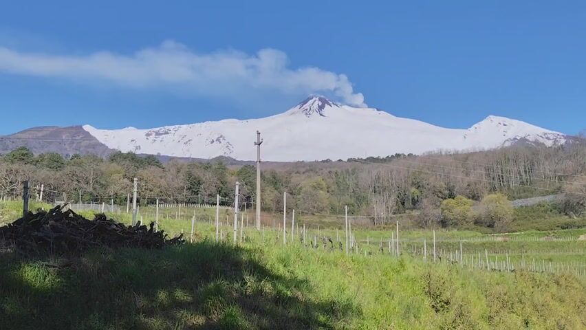 The video shows a wide shot of a snow-capped mountain range against a clear blue sky, with some light clouds near the peak of one of the mountains, possibly indicating volcanic activity. In the foreground, there is a grassy field with a vineyard, defined by rows of poles. To the left, there is a pile of what appears to be wood or debris. Trees are visible in the mid-ground, leading up to the base of the mountains. A power line pole is visible near the center of the frame.