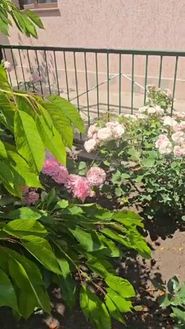 The video shows a close-up of a rose garden on a sunny day. Various roses in shades of pink, red, and yellow are in bloom. Green leaves and thorny stems are visible. A metal fence runs horizontally across the background, behind which a building and a car can be partially seen. The ground is covered in dirt and mulch. The lighting suggests it is daytime.